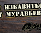 kak-vyvesti-muravyev