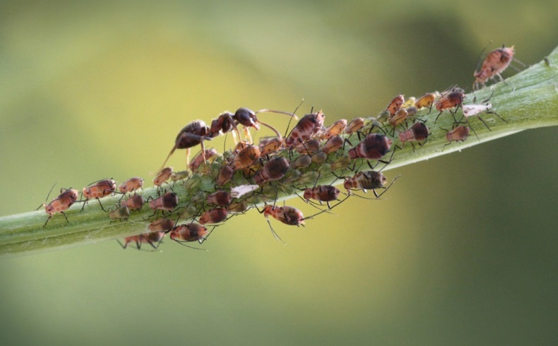 Вред от муравьев